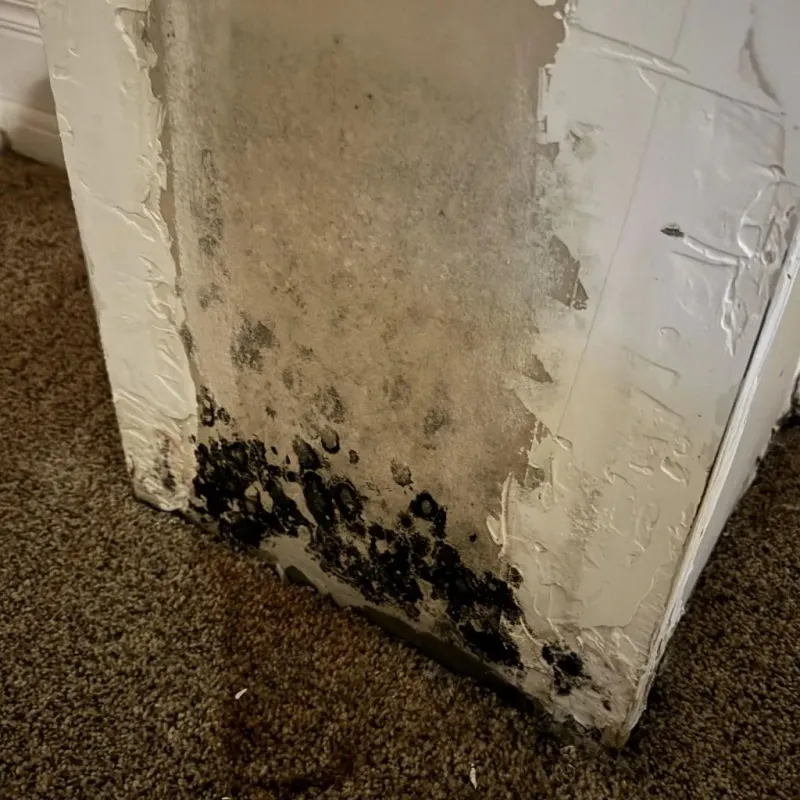 Professional Mold Removal in Hiram, GA